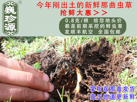 ���r�x��,���r���x�Ĳ�,���r�x���^��,Ρ��Դ0.8��/�����r�����x���^��,�����ڳ�����Ұ���������r�x��