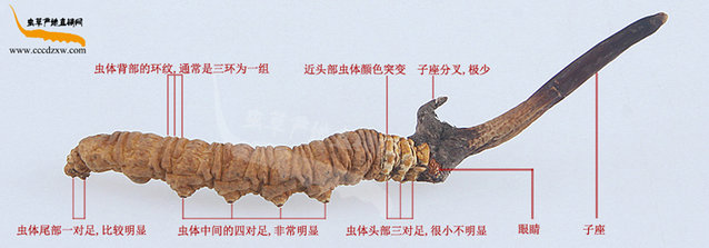 �涬�x(ch��ng)�Ĳݵ����^,���x(ch��ng)�ݵĘ���,���x(ch��ng)�݈DƬ,�涬�x(ch��ng)�Ĳ݈DƬչʾ